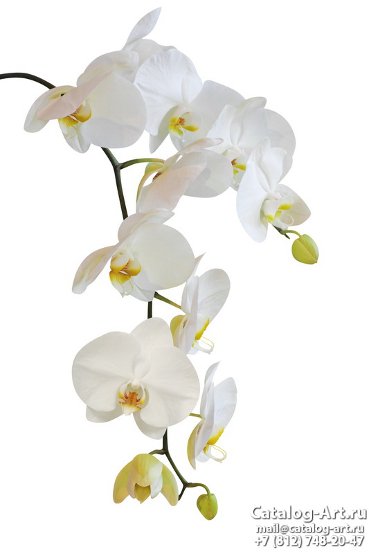 White orchids 3